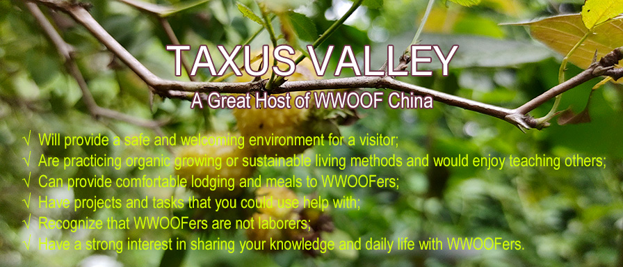 TAXUS VALLEY,A Great Host of WWOOF China