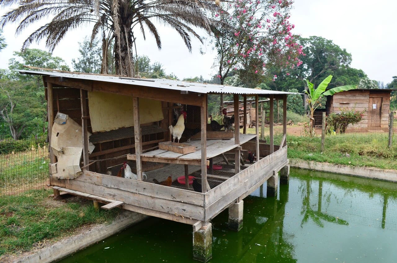 Permaculture Chicken Coop and fish pond 2011.jpg