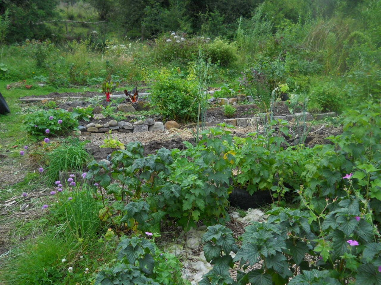 aug-2011-permaculture-cottage-012.jpg