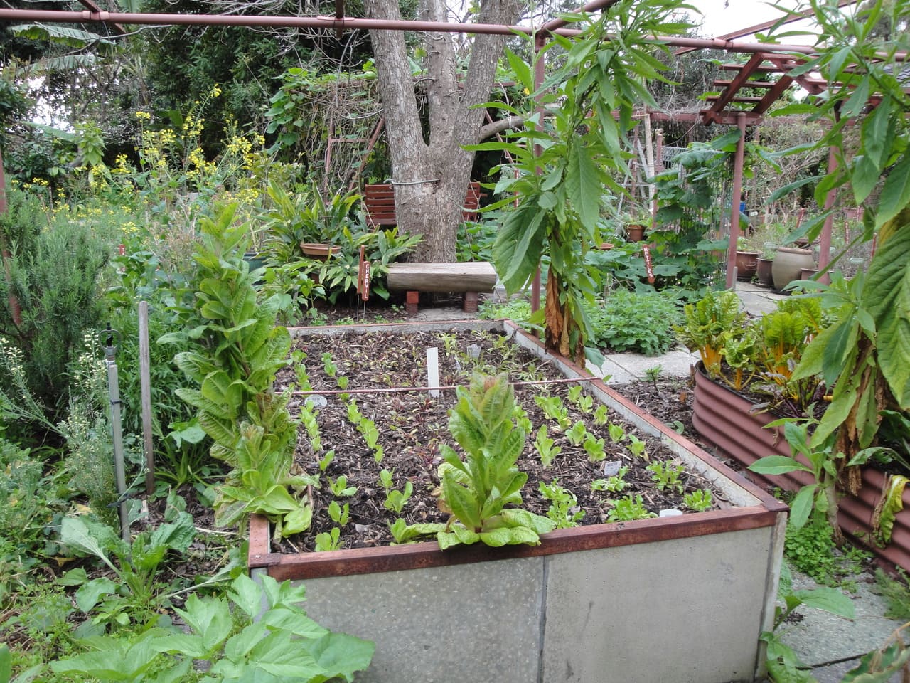 vegetable patch permaculture.jpg