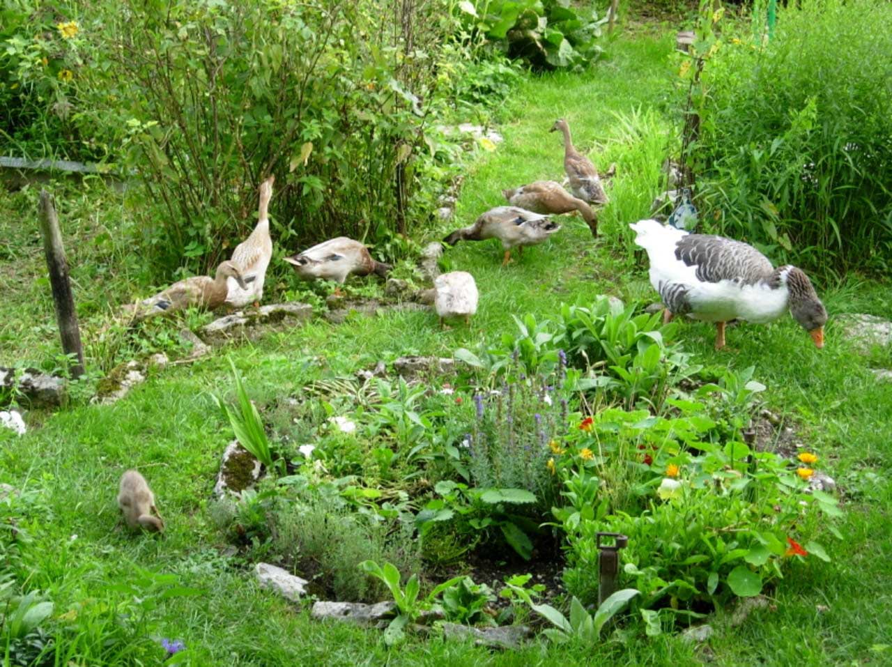 Enten_und_Gänse_als_Gartenhelfer-(1).jpg