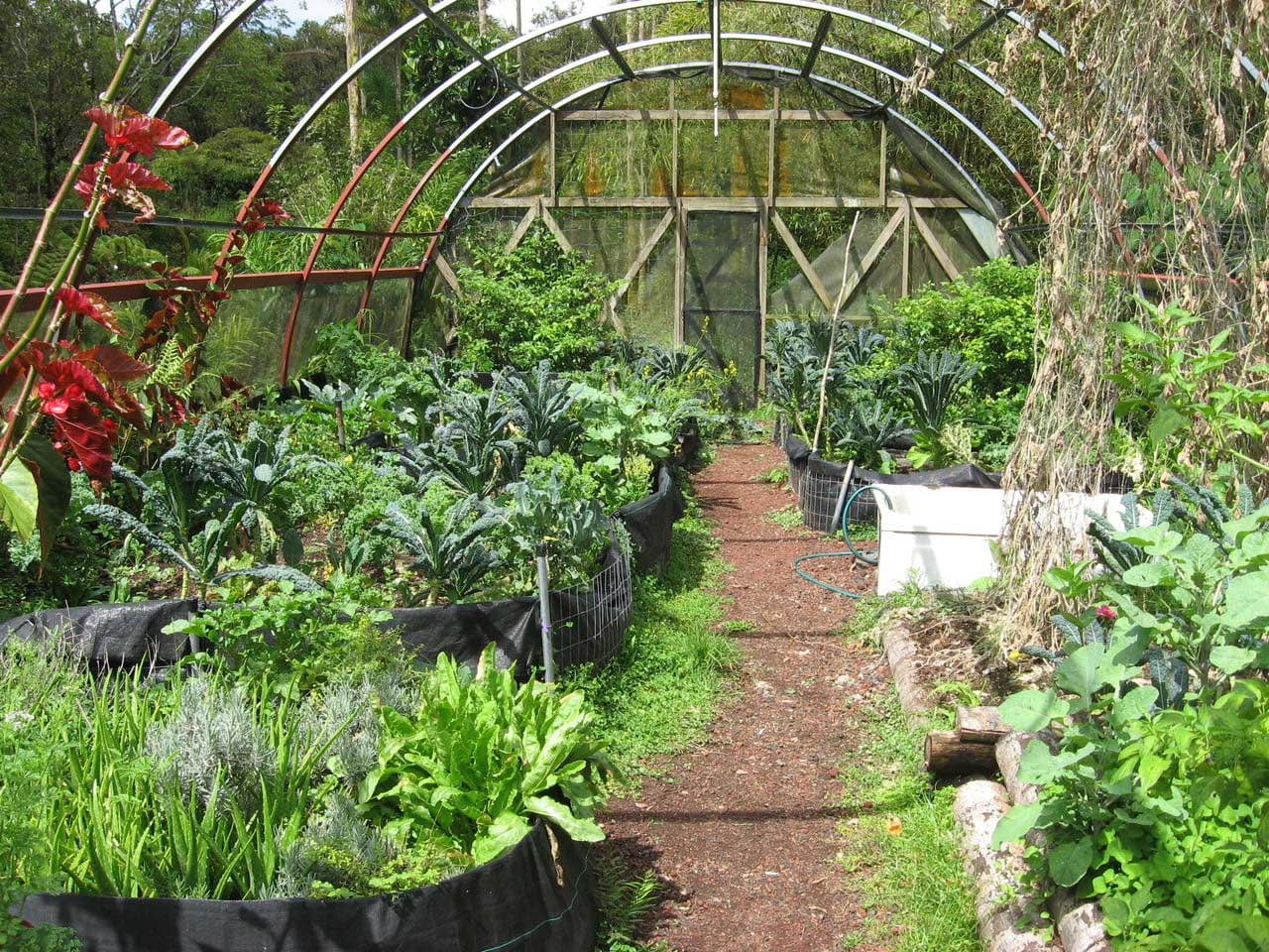 greenhouse-no-roof-johns.jpg