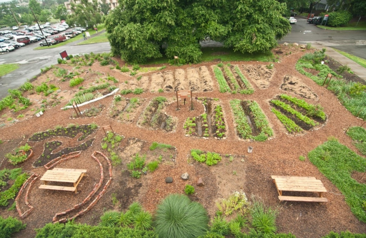 frankling-permaculture-garden.jpg