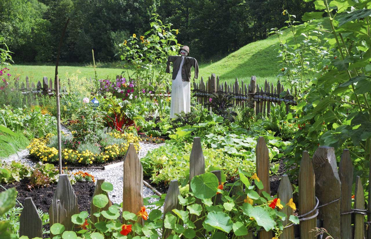 vegetable-garden1.jpg